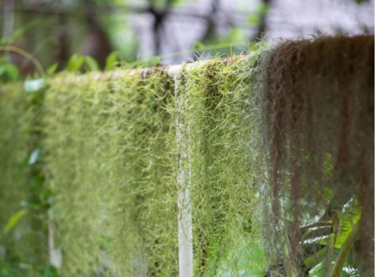 Spanish Moss in Your Gutters — What It’s Doing and How to Stop It